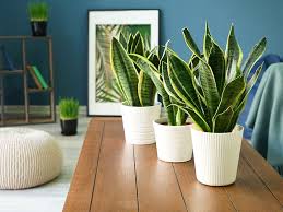 These cannot survive extreme heat or cold weather. How To Grow Mother In Law S Tongue