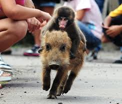 Baby Monkey Rides A Wild Pig Backwards Video Karma Jello