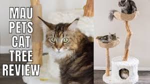 Recently came across their booth at the des moines farmer's market and decided to order one. Mau Pets Cat Tree Review Pros Cons Youtube