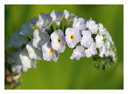 Image result for Heliotropium indicum