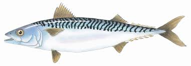 Image result for Scomber spp.