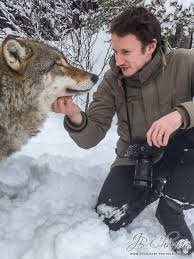En trois ans, le loup est passé du dpt 74 au dpt 88 et 68 et personne n'a rien vu!! Rencontre Avec Des Loups Un Predateur Hors Du Commun
