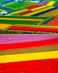 Check spelling or type a new query. Holland Sea Of Flowers Album On Imgur
