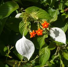 Image result for Mussaenda rivularis