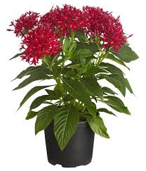 ¢ tips from the pros help you maximize. Funfzahlstrauch Verschiedene Sorten Dehner