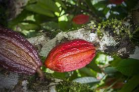 Cocoa beans can be obtained as drops from certain pokémon, along with their usual sources. What Is Cacao The Cocoa Bean Worldatlas