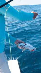 Check spelling or type a new query. Mahi And More In Panama City Beach Dun Magazine