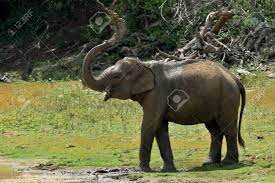 Maybe you would like to learn more about one of these? Elephant Spraying Mud And Water On Itself From Its Trunk The Stock Photo Picture And Royalty Free Image Image 90547302