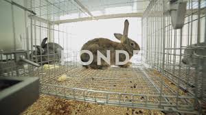 Laboratory Animals In A Cage Stock Footage Ad Animals Laboratory Footage Cage Pet Cage Stock Footage View Video