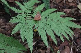 Image result for Pteris dentata