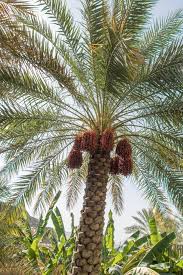 Dattier Plantation Entretien Et Recolte M6 Deco Fr