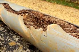 Sewer Damage from Tree Roots | Flader Plumbing