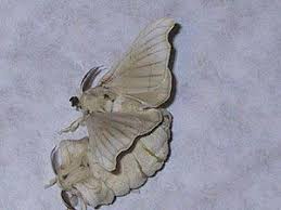 Pin On Silkworms