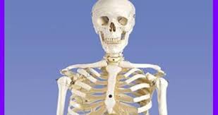 Benzer fonksiyonlara sahiptir ve üç tane iyi tanımlanmış filament (iplikcik) yapıdan oluşmuştur. Iskelet Nedir Iskeletin Gorevleri Nelerdir Egitim Haberleri