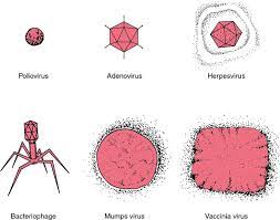 Ebola Virus Definition Of Ebola Virus By Medical Dictionary