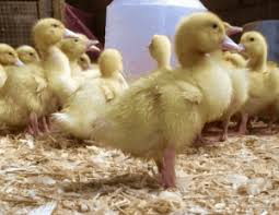 The pekin or white pekin is an american breed of domestic duck, raised primarily for meat. December 2019 Animal Welfare All About Our Pekin Ducks Stages Of Development And More Incredible Eggs