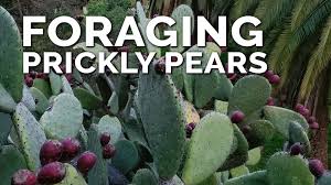 The photo opportunity jumped right out at me from a hundred yards away. Epic Gardening Foraging For Delicious Prickly Pear Fruits Facebook