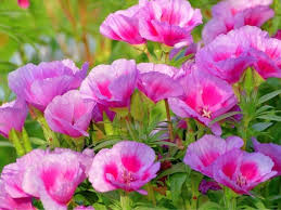 We did not find results for: 13 Gorgeous Flowers That Start With G