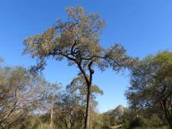 Image result for Schinopsis