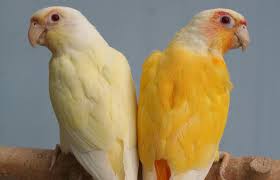 Available Now - Parrot Place Llc