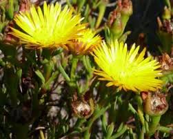 Image result for Lampranthus spp.