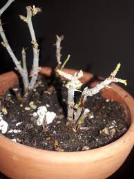 If it's that wet, you might be able to leave the pot in that area. Potted Rose Bush Losing It S Leaves Thriftyfun