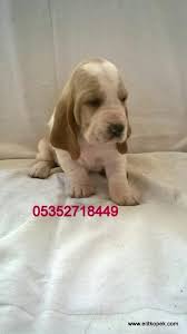 Basset Hound 4 Kopek Hush Puppies Roman Karakterleri