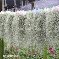 Layer the moss so that every bit of the base is covered. Usneoides Spanish Moss Toh Garden Singapore Orchid Plant Flower Grower