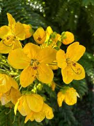 Image result for Cassia angolensis