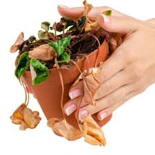 How To Save Dying Kalanchoe - A Journey - Youtube