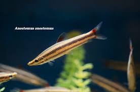 The Rising Yuletide Tropical Fish Fish Pet Community Tanks