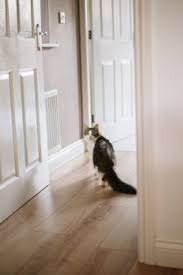 Experts share their best tips for where to put your bed in your room. Why Does My Cat Meow Outside My Bedroom Door Feline Follower