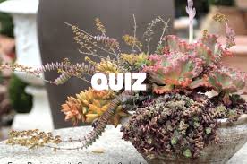 Here're 13 most common types of succulents: Shade Succulents 80 Low Water Plants For Your Garden S Shady Spots