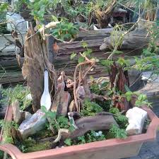 (#8) rock landscape, by the debreceni bonsai club. Bonsai Tree Mini Forest Landscape Facebook