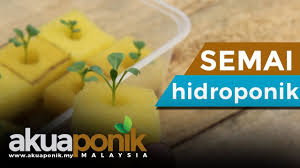 Benih jagung akan berkecambah jika kadar air benih pada saat di dalam tanah meningkat >30% (mcwilliams et al. Suhu Yang Sesuai Untuk Percambahan Biji Benih Akuaponik Malaysia