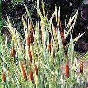 Image result for Typha