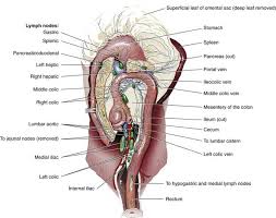 Dog anatomy (thoracic and abdominal organs). Colon Veterian Key