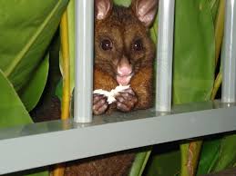 Possums do not believe in carrying their food around. Do Possums Eat Kittens Are Kittens Possum Food Critter Clean Out