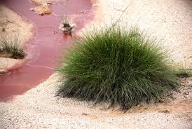 Image result for Bulbostylis barbata