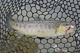 La coniugazione nei vari modi e tempi: Apertura Della Pesca Alla Trota 2019 Tutto Quello Che Devi Sapere Dove Pescare