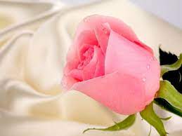 Pink Rose For Princess Daydreaming Wallpaper 22779077 Fanpop In 2021 Beautiful Pink Flowers Pink Flower Pictures Beautiful Pink Roses