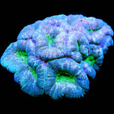 Blue Green Lobophyllia Brain Coral Brain Coral Nature Inspiration Coral