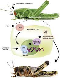 Find active listings for new construction homes and view pricing details, photos, new plans, and much more. Identification Of A Transcription Factor That Functions Downstream Of Corazonin In The Control Of Desert Locust Gregarious Body Coloration Sciencedirect