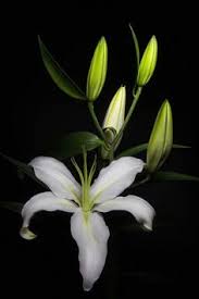 Registered herbicides are available references: 68 St Joseph Lilies Ideas In 2021 Beautiful Flowers Lily Lily Flower