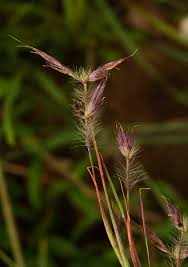 Image result for Hyparrhenia