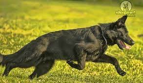 Most often it is black and fawn. The Black German Shepherd True Or Myth Shepped Com