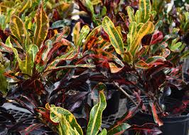 Image result for Croton longipedicellatus