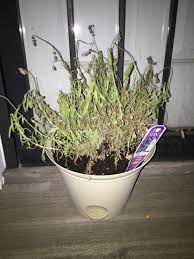 Lavender (lavandula spp.) is a wonderful, easy plant to cultivate and it has many uses. Ask A Question Forum Lavender Plant Is Droopy And Drying Out Garden Org