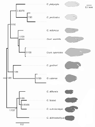 Image result for Oxycaryum