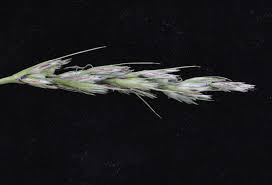 Image result for Scleria nyasensis